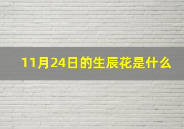 11月24日的生辰花是什么