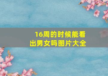 16周的时候能看出男女吗图片大全