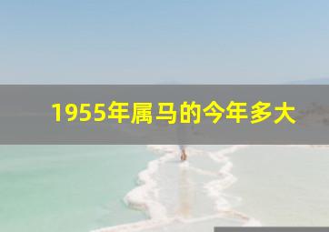 1955年属马的今年多大