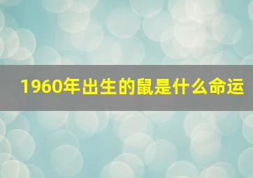 1960年出生的鼠是什么命运