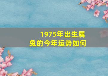 1975年出生属兔的今年运势如何