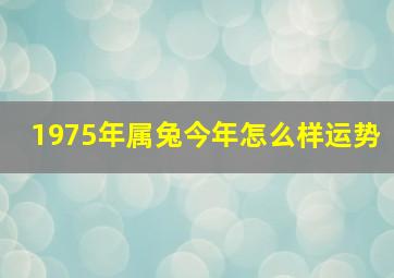 1975年属兔今年怎么样运势