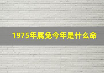 1975年属兔今年是什么命