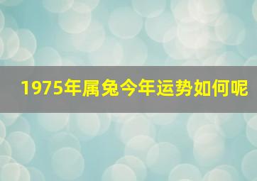 1975年属兔今年运势如何呢