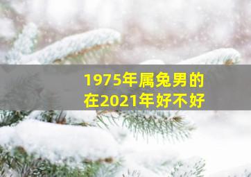 1975年属兔男的在2021年好不好