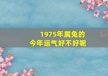 1975年属兔的今年运气好不好呢