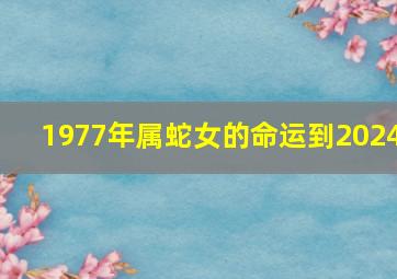 1977年属蛇女的命运到2024