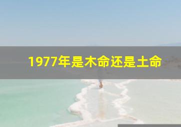 1977年是木命还是土命