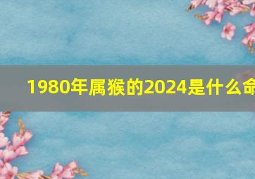 1980年属猴的2024是什么命