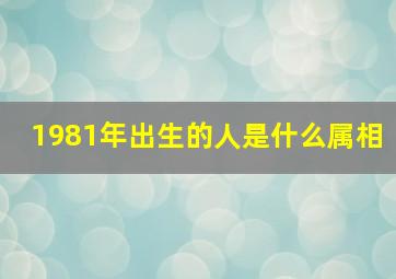 1981年出生的人是什么属相