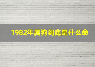 1982年属狗到底是什么命