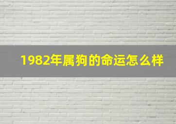 1982年属狗的命运怎么样