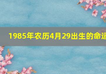 1985年农历4月29出生的命运