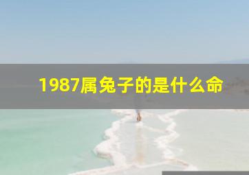 1987属兔子的是什么命