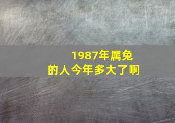 1987年属兔的人今年多大了啊