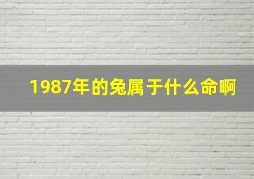 1987年的兔属于什么命啊