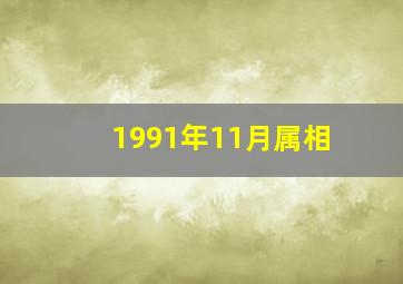 1991年11月属相