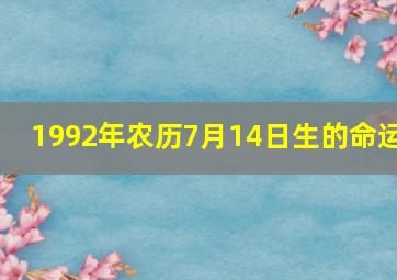 1992年农历7月14日生的命运