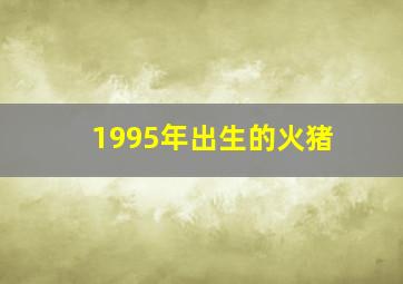 1995年出生的火猪