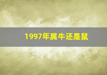 1997年属牛还是鼠