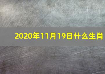 2020年11月19日什么生肖