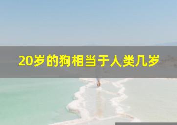 20岁的狗相当于人类几岁