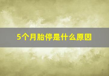 5个月胎停是什么原因