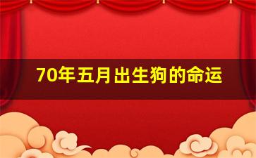 70年五月出生狗的命运