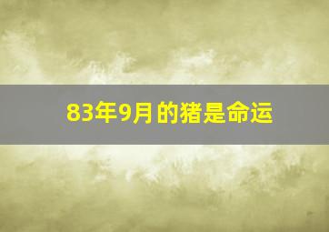 83年9月的猪是命运