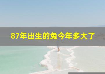 87年出生的兔今年多大了