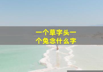 一个草字头一个兔念什么字