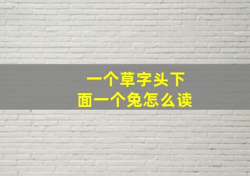 一个草字头下面一个兔怎么读