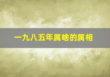 一九八五年属啥的属相