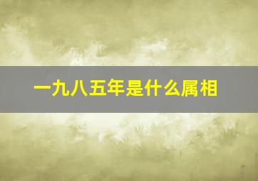 一九八五年是什么属相