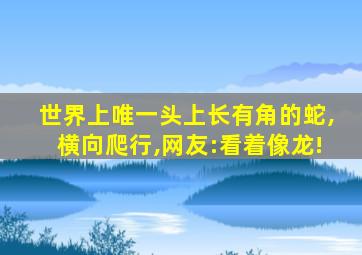 世界上唯一头上长有角的蛇,横向爬行,网友:看着像龙!