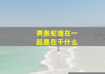 两条蛇缠在一起是在干什么