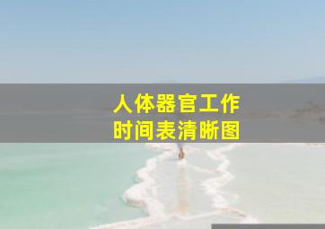 人体器官工作时间表清晰图