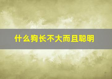 什么狗长不大而且聪明