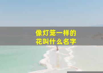 像灯笼一样的花叫什么名字