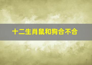 十二生肖鼠和狗合不合