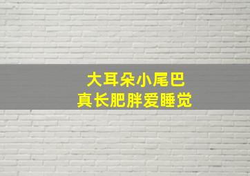 大耳朵小尾巴真长肥胖爱睡觉