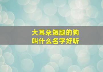 大耳朵短腿的狗叫什么名字好听