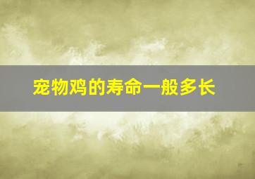 宠物鸡的寿命一般多长