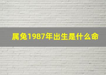 属兔1987年出生是什么命