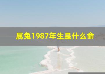 属兔1987年生是什么命