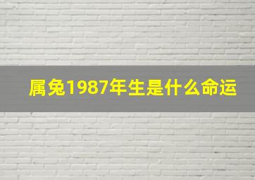 属兔1987年生是什么命运