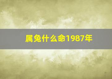 属兔什么命1987年