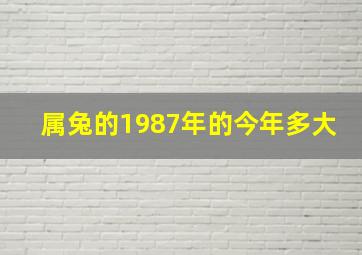 属兔的1987年的今年多大