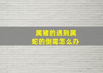 属猪的遇到属蛇的倒霉怎么办