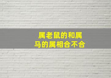 属老鼠的和属马的属相合不合